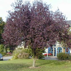Ameixoeira púrpura